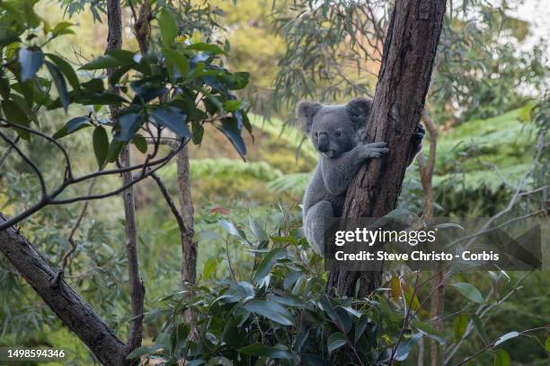 Mataeo is one of the Koalas in the Wildlife Retreat at Taronga Zoo in Sydney, on June 11 in Sydney, Australia.