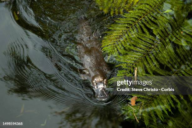 The Platypus sometimes referred to as the duck-billed platypus ia an egg laying mammal endemic to eastern Australia at Taronga Zoo in Sydney, on June...