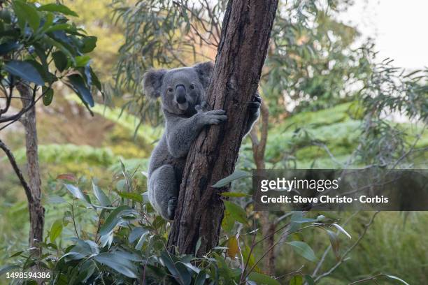 Mataeo is one of the Koalas in the Wildlife Retreat at Taronga Zoo in Sydney, on June 11 in Sydney, Australia.