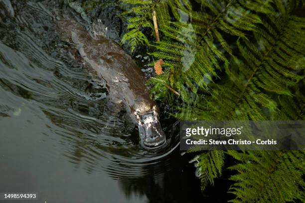 The Platypus sometimes referred to as the duck-billed platypus ia an egg laying mammal endemic to eastern Australia at Taronga Zoo in Sydney, on June...