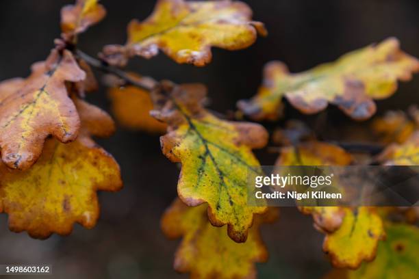 autumn - new zealand leaves stock pictures, royalty-free photos & images