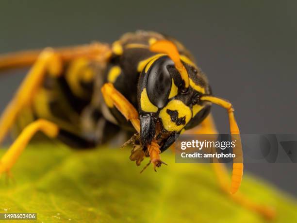 cute field wasp grooming on leaf, extreme close up - paper wasp 個照片及圖片檔