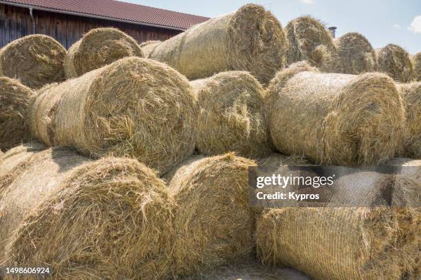 hay bale food for dairy cows - bale stock pictures, royalty-free photos & images