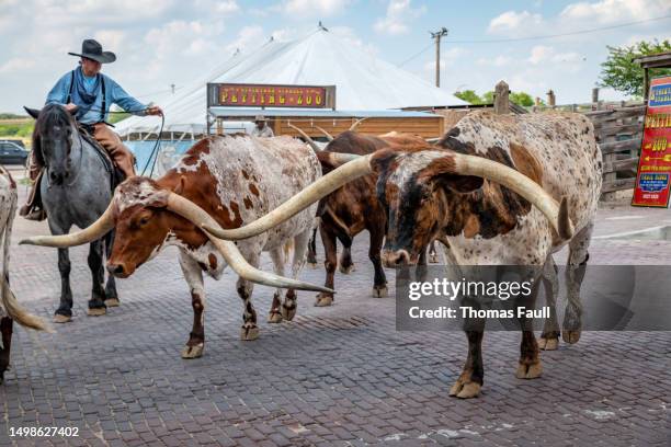paseo de ganado en fort worth - fort worth fotografías e imágenes de stock