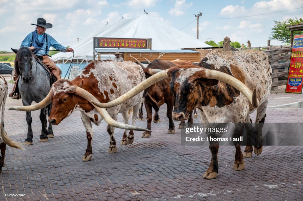 Cattle drive in Fort Worth