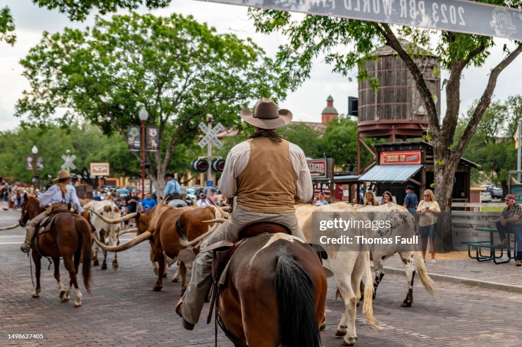 Cattle drive in Fort Worth