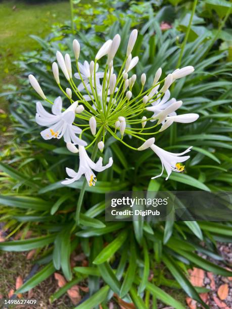 agapanthus, lily of the nile, white flower - agapanthus stock pictures, royalty-free photos & images