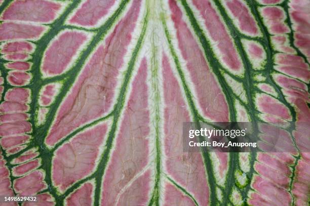 full frame shot of caladiums plant leaf texture and detail. - caladium fotografías e imágenes de stock