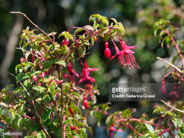 hummingbird fuchsia or hardy fuchsia (fuchsia magellanica) - fuchsia flower stock pictures, royalty-free photos & images
