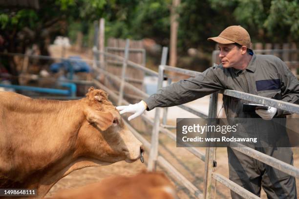 beef cattle health and care - criador de animais imagens e fotografias de stock