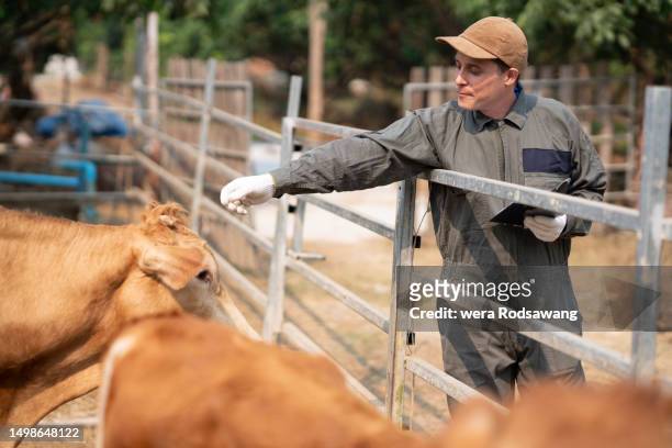 vet examining beef cattle healths on appointments scheduled - vaccination barn asian stock pictures, royalty-free photos & images
