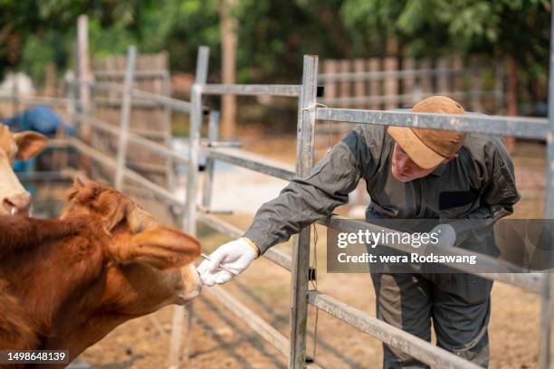 veterinarian examining cattle healths at the ranch - vaccination barn asian stock pictures, royalty-free photos & images