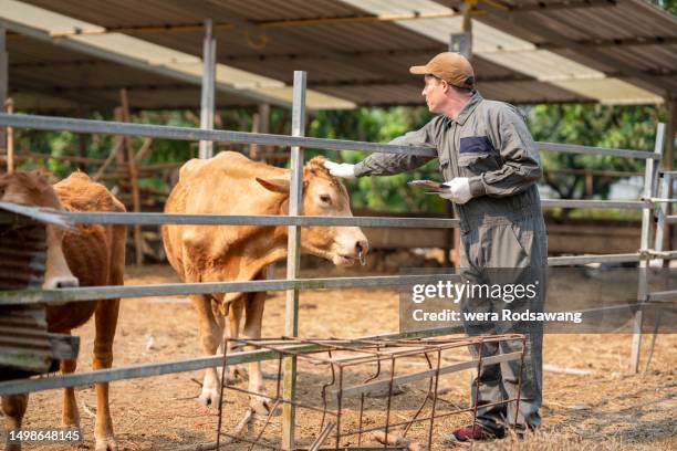 veterinarian examining cattle health at the ranch - züchter stock-fotos und bilder