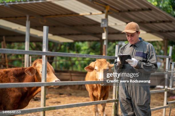 animal doctor keeping record cattle health and hygiene control environment habitat, feeding and vaccination at the ranch - züchter stock-fotos und bilder