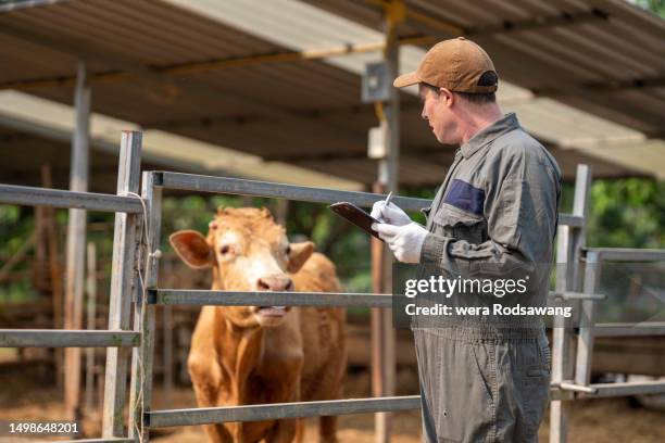 cow veterinarian examining cattle healths in the livestock farm - vaccination barn asian stock pictures, royalty-free photos & images