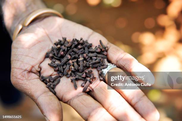 cloves on hand - cloves stock pictures, royalty-free photos & images