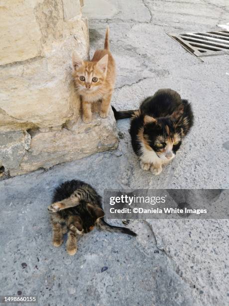 three stray cats - repubblica di cipro foto e immagini stock