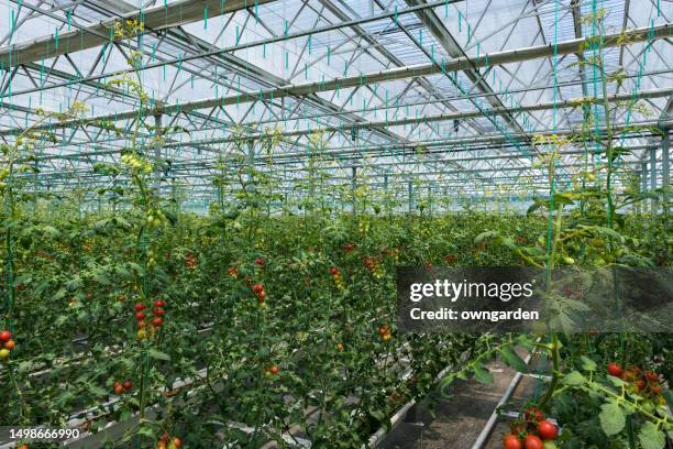 hydroponic tomato production greenhouse - tomato greenhouse stock pictures, royalty-free photos & images