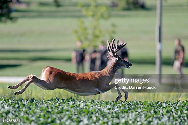 Buck deer jumps through a field in front of heavily armed police and personnel just outside of where swat teams had surrounded the Sikh Temple of...