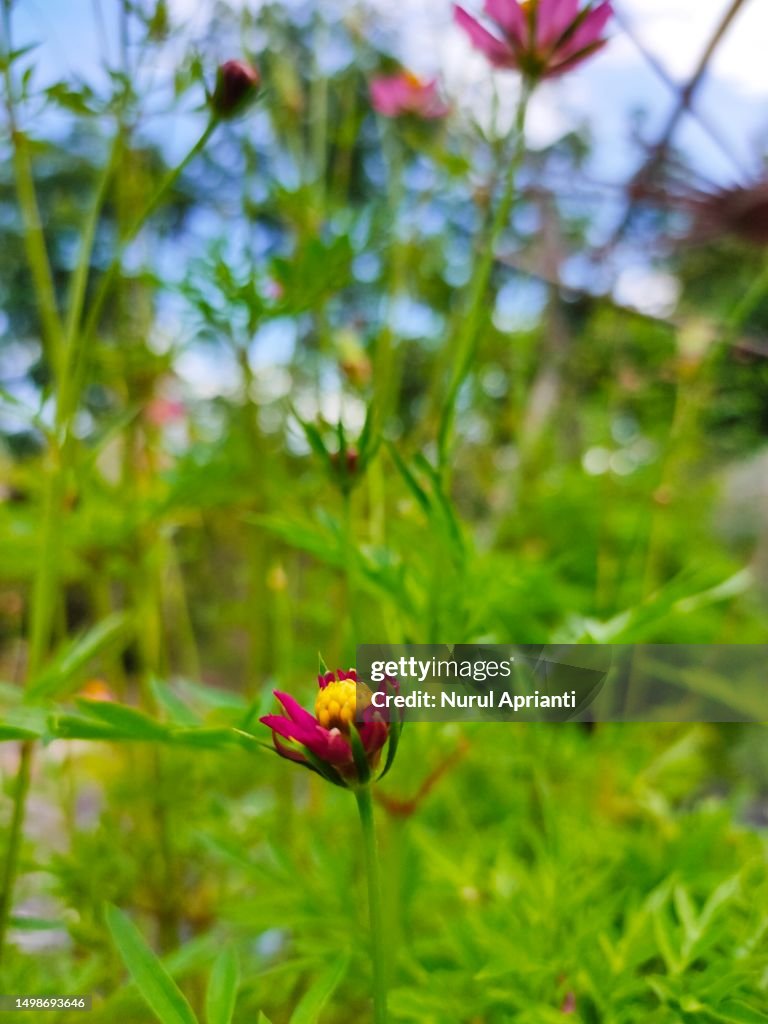 Marigold bud plant flower or kenikir