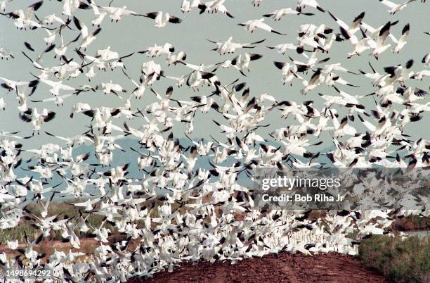 The Salton Sea is on the migratory route of many bird species and serves as a habitat for survival, December 18, 1997 in Salton Sea, California.