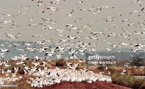 The Salton Sea is on the migratory route of many bird species and serves as a habitat for survival, December 18, 1997 in Salton Sea, California.