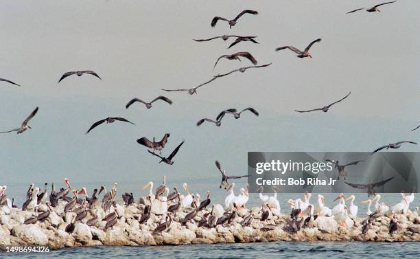 The Salton Sea is on the migratory route of many bird species and serves as a habitat for survival, December 18, 1997 in Salton Sea, California.