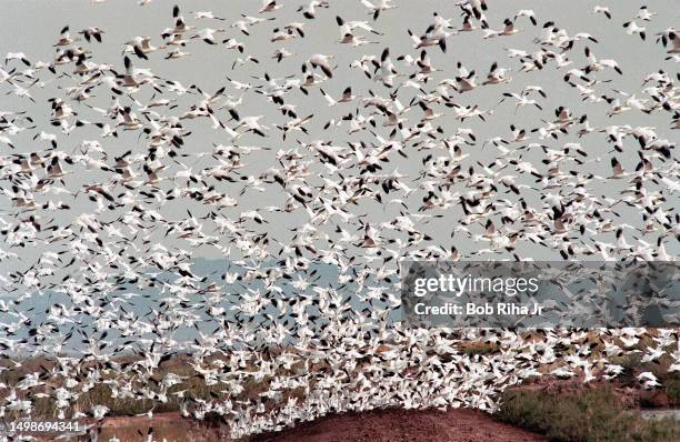 The Salton Sea is on the migratory route of many bird species and serves as a habitat for survival, December 18, 1997 in Salton Sea, California.