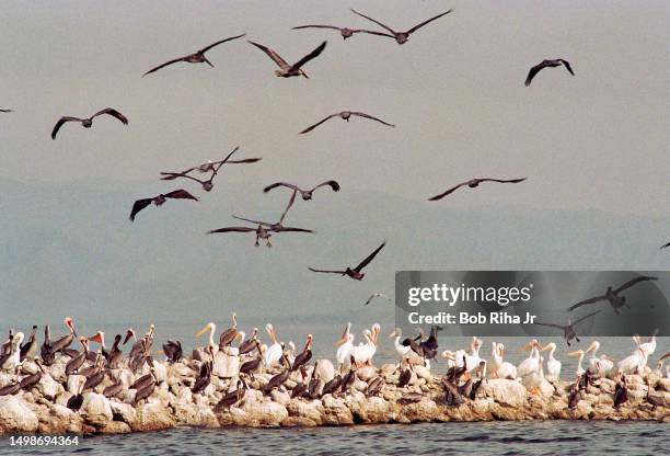 The Salton Sea is on the migratory route of many bird species and serves as a habitat for survival, December 18, 1997 in Salton Sea, California.