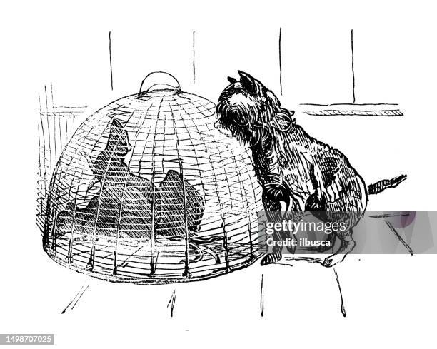 british satire caricature comic cartoon illustration - captive animals stock illustrations