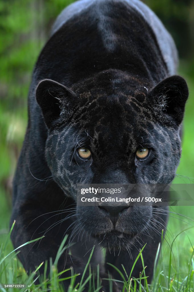 Close-up portrait of black jaguar