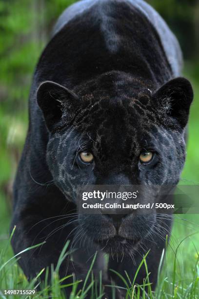 close-up portrait of black black dog,smarden,ashford,united kingdom,uk - jaguar concept reveal fotografías e imágenes de stock