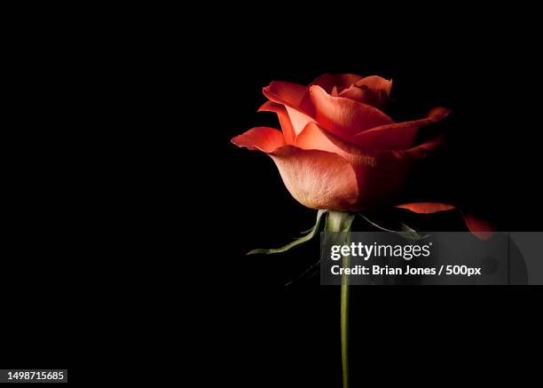 close-up of rose against black background - single rose stock pictures, royalty-free photos & images