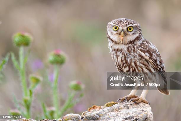 close-up portrait of burrowing owl perching on rock,segovia,spain - tormenta stock pictures, royalty-free photos & images