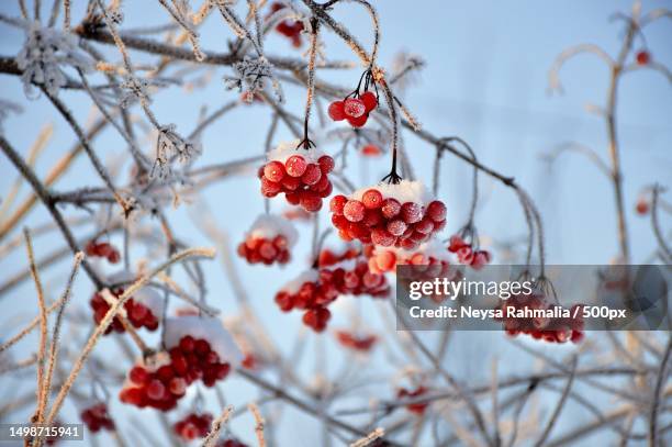 low angle view of red berries on tree - viburnum stock pictures, royalty-free photos & images