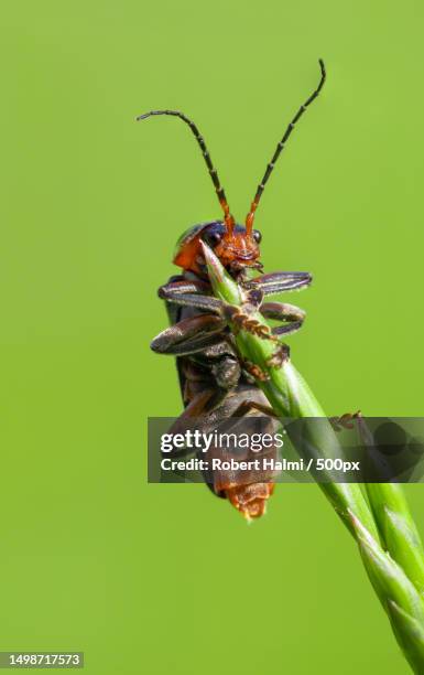 Austrian Insects 15,964 Robert Of Austria Stock Photos, High-Res Pictures, and Images ...