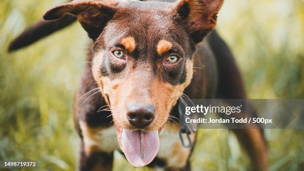 close-up portrait of purebred sheepdog on field,australia - australian kelpie stock pictures, royalty-free photos & images