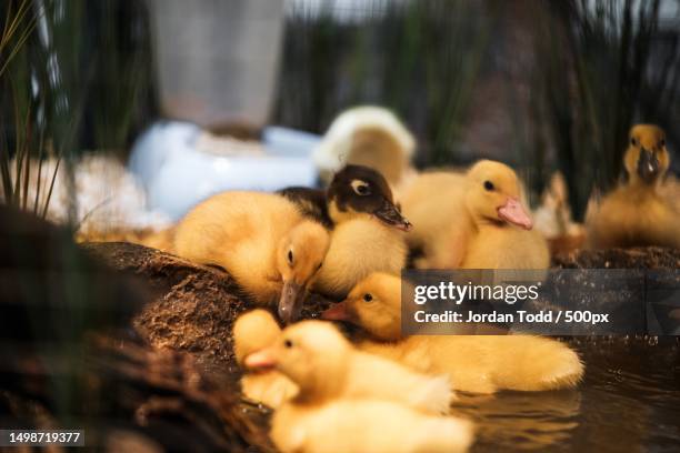 mother muscovy duck with muscovy ducklings in a pond,australia - colorful duck stock pictures, royalty-free photos & images
