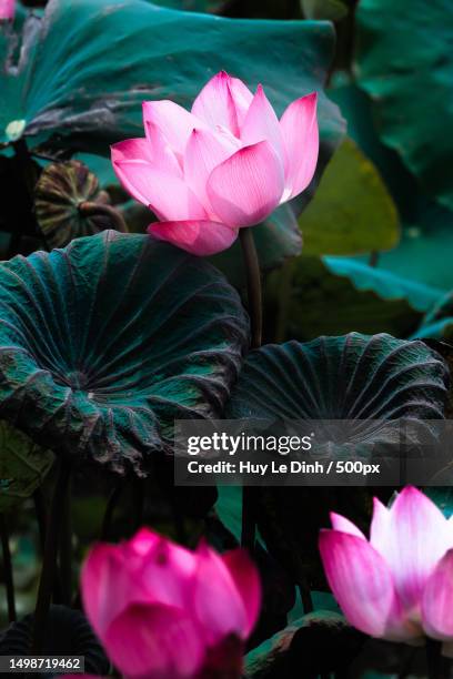 close-up of pink lotus water lily,thua thien hue,vietnam - thien dinh photos et images de collection