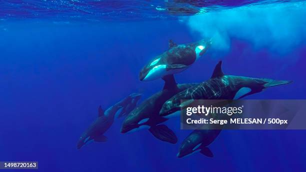 close-up of fish swimming in sea,mayotte - killer whale stock-fotos und bilder