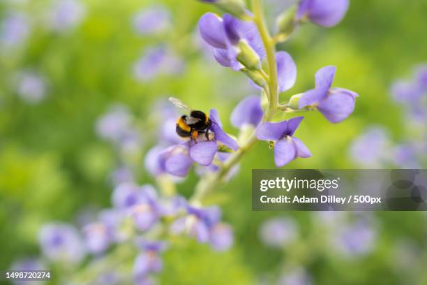 close-up of bee on purple flower,greater london,united kingdom,uk - adam pretty stock pictures, royalty-free photos & images