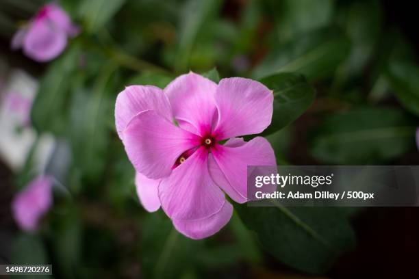 close-up of pink flowering plant,greater london,united kingdom,uk - periwinkle stock pictures, royalty-free photos & images