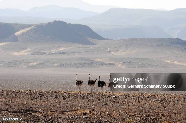 high angle view of camel walking on desert,namibia - gerhard schimpf fotografías e imágenes de stock