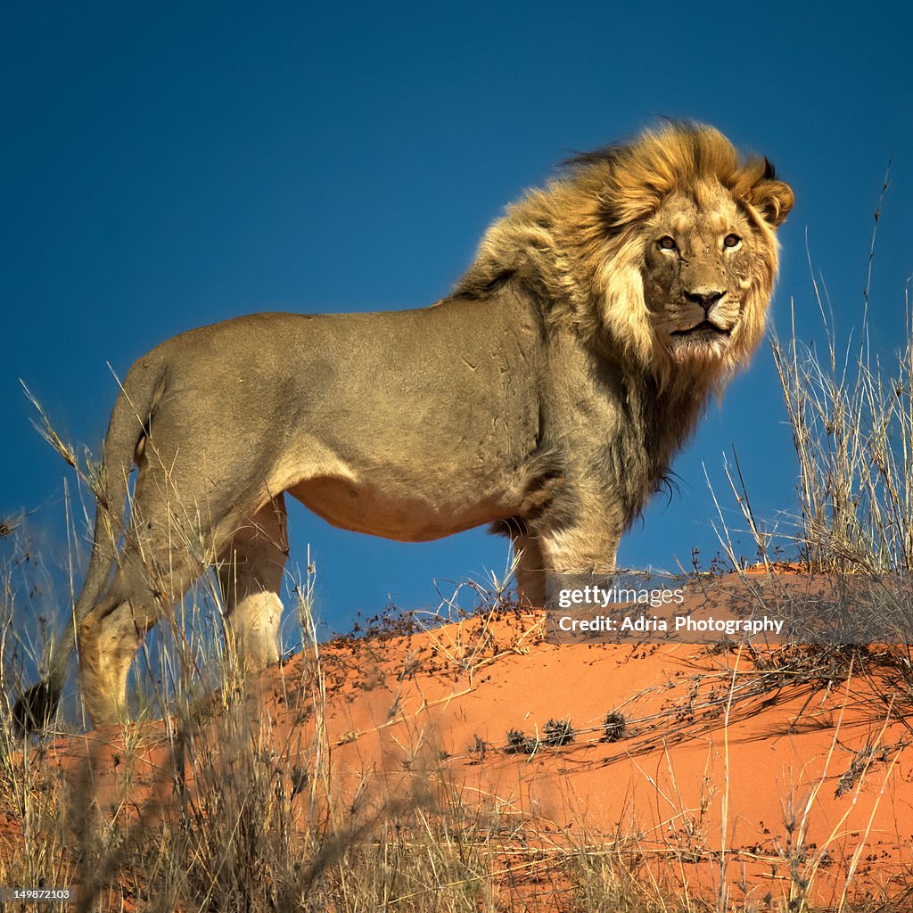 Lion on red dunes
