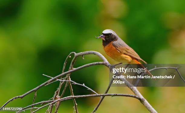 close-up of songpasserine thrush perching on branch,wien,austria - redstart stock pictures, royalty-free photos & images