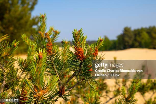 close-up of pine tree against sky,loon op zand,netherlands - landschap natuur 個照片及圖片檔