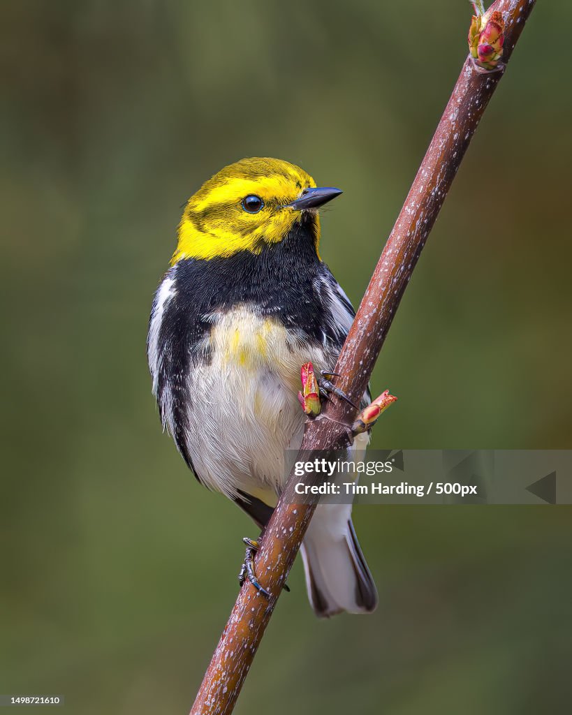 Close-up of songwarbler perching on branch,Middleton,Canada