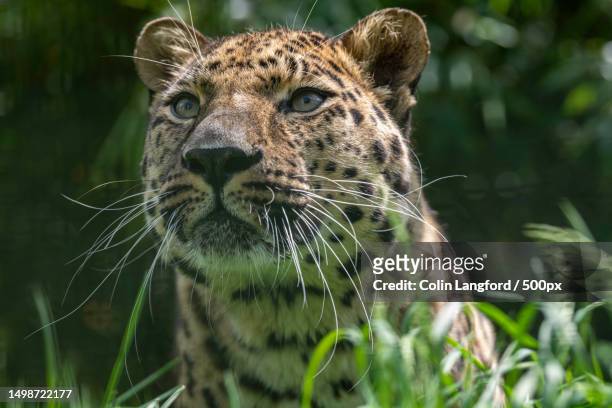 close-up of tiger looking away - leopard face stockfoto's en -beelden