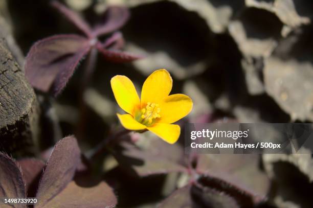 close-up of yellow flowering plant,leicestershire,united kingdom,uk - adam pretty stock pictures, royalty-free photos & images