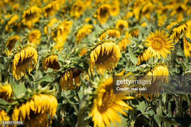 sunflower - girasol stock pictures, royalty-free photos & images